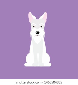 the happy schnauzer dog sit