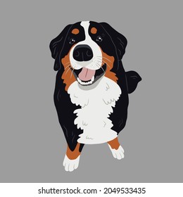 Happy Sitting Bernese Mountain Dog Isolated