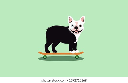 Happy, small, black and white bulldog with pointed ears and one blue and one brown eye standing on an orange skateboard with green wheels and a shadow beneath while smile isolated on green background