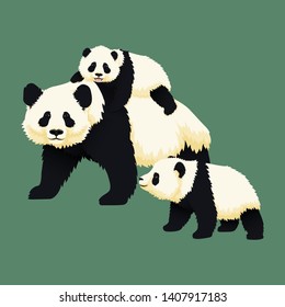 Happy Smiling Baby Giant Panda Riding On The Back Of An Adult Panda With Another Panda Cub Walking Near. Chinese Bear Family. Mother Or Father And Children. Rare, Vulnerable Species.