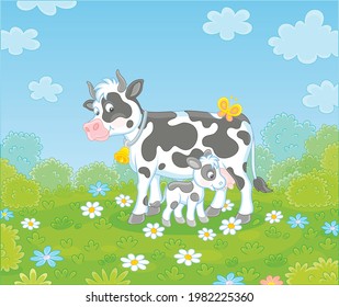 Happy spotted cow and a cute little calf drinking milk on green grass of a summer field with flowers on a beautiful warm day, vector cartoon illustration