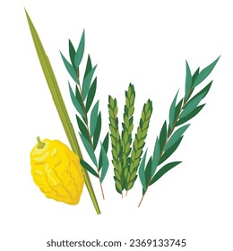 Happy Sukkot traditional symbols. Sukkot set of herbs and spices of the etrog, lulav, Arava, Hadas. Isolated on white background. Vector illustration