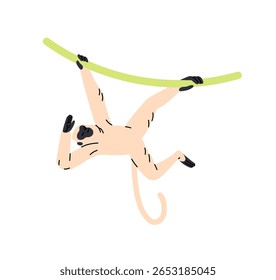 Happy tamarin is hanging upside down holding branch. Cute monkey of tropical forest crawls on liana. Funny wild animal, little primate of jungle. Flat isolated vector illustration on white background