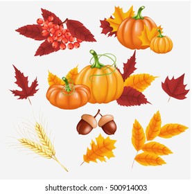 Happy Thanksgiving celebration objects. Autumn yellow, orange Pumpkin and Bright leaves, Rowan Berries, acorns. Vector illustration for poster, card, banner or flyer.