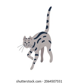 Happy tom cat walking. Cute striped kitty going with tail raised up. Adorable tabby kitten strolling. Smiling feline animal. Charming pet. Flat vector illustration isolated on white background