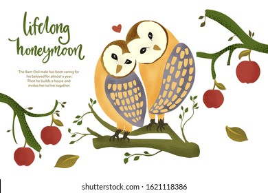 Happy valentine day vector textured barn owl animal card in a flat style with quote and real facts about love. Lifelong honeymoon romantic illustration.