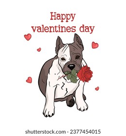 Happy Valentine's Day. Vector illustration of a cute Staffordshire terrier with a rose for print, logo, icon, blank for a designer