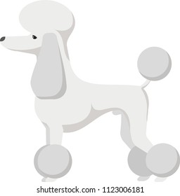 Happy white poodle