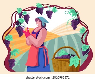 Happy woman gathering ripe grapes on vineyard plantation. Autumn season harvest. Organic. Agricultural work. Colorful vector illustration.