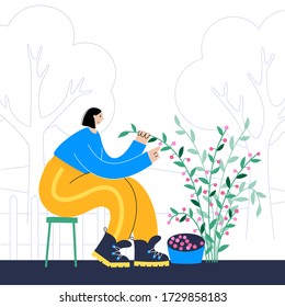 Happy woman picking raspberries or berries from a bush during harvest. Flat vector illustration on white background with tree. Adult female cartoon character. Gardening concept for poster, banner