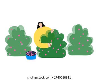 Happy woman picking raspberries or berries from a bush during harvest. Flat vector illustration on white background. Adult female cartoon action character. Gardening concept for poster, banner