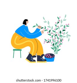 Happy woman picking raspberries or berries from a bush during harvest. Flat vector illustration on white background. Adult female cartoon action character. Gardening concept for poster, banner