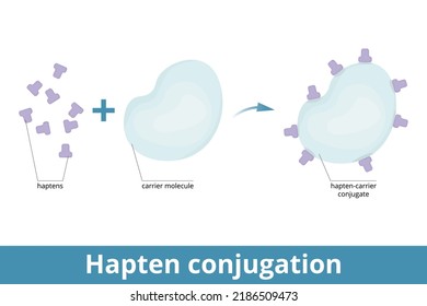 Hapten Conjugation. Haptens Are Small Molecules That Elicit An Immune Response When Attached To A Large Carrier (protein). Formation Of Immmunogenic Carrier Proteins.