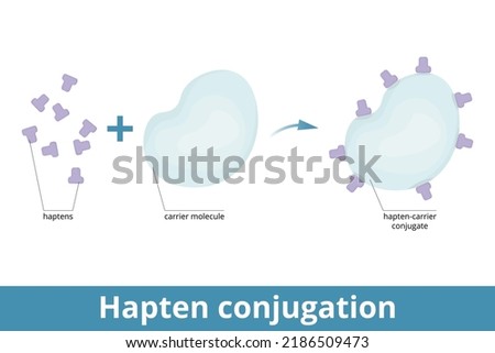 Hapten conjugation. Haptens are small molecules that elicit an immune response when attached to a large carrier (protein). Formation of immmunogenic carrier proteins.