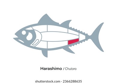 Harashimo Chutoro. Tuna Cuts line diagram.  Japanese style