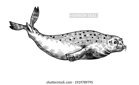 Harbor seal. Marine creatures, nautical animal or pinnipeds. Vintage retro signs. Doodle style. Hand drawn engraved sketch