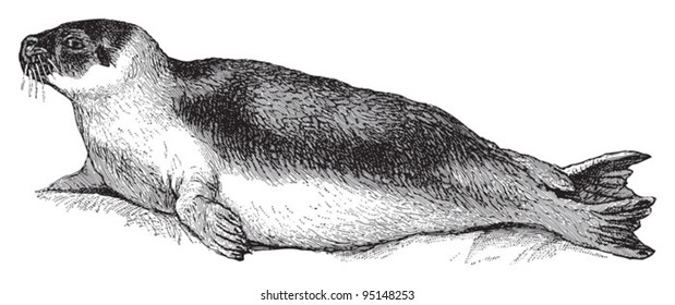 Harbor seal (Phoca vitulina) / vintage illustration from Meyers Konversations-Lexikon 1897