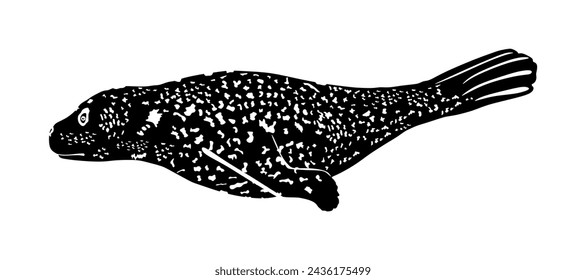 Harbor seal vector silhouette illustration isolated on white background. Seal ocean winter animal portrait. Walrus cow symbol. Sea lion cold ocean water animal.