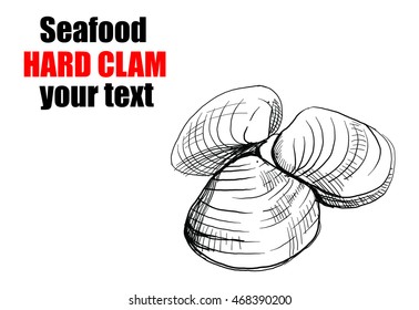 hard clams,hand draw