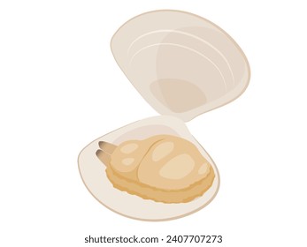 Hard shell clam with open mouth