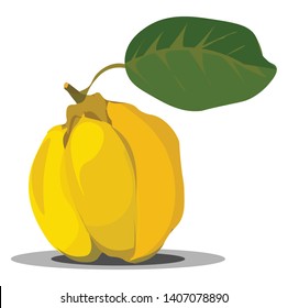 Eine Frucht mit einer hartgelben Birnenform, die in Konserven, Vektorgrafiken, Farbzeichnung oder Illustration verwendet wird. 