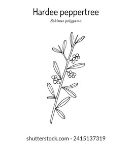 Árbol de pimienta Hardee o pimentón chileno (schinus polygama), planta comestible y medicinal. Ilustración de vector botánico dibujada a mano