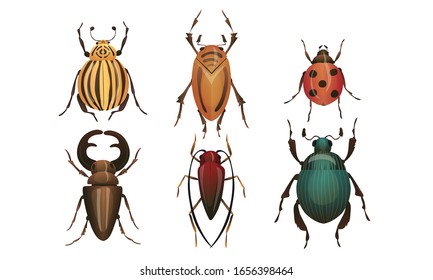 Hard-winged Bugs and Insects Isolated on White Background Vector Set svg