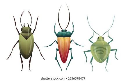 Hard-winged Bugs and Insects Isolated on White Background Vector Set