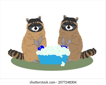 Hardworking Raccoons sit near a basin and wash on a white isolated background.