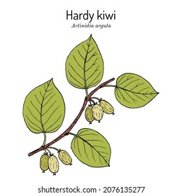 Hardy kiwi (Actinidia arguta), edible and medicinal plant. Hand drawn botanical vector illustration