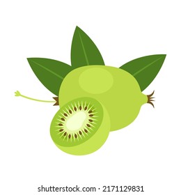 Hardy kiwi whole fruit and halved isolated on white background. Actinidia arguta, mini or baby kiwi berry icon for farm market. Vector illustration of fruits in flat style.