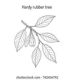 Hardy rubber tree (Eucommia ulmoides), medicinal plant. Hand drawn botanical vector illustration