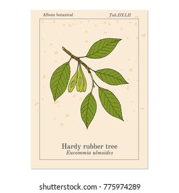 Hardy rubber tree (Eucommia ulmoides), medicinal plant. Hand drawn botanical vector illustration