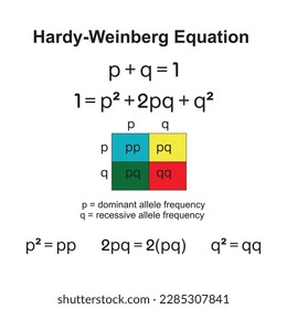 The hardy-weinberg principle, also known as the hardy weinberg equilibrium, model,theorem, or law explains that allele and genotype frequencies in a population will remain constant from generation to