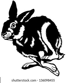 hare black and white picture isolated on white background