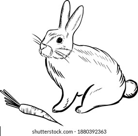 hare with carrots, doodle style sketch illustration hand drawn vector, hare vector sketch illustration