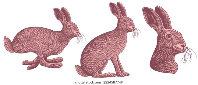 Hare. Design set. Editable hand drawn illustration. Vector vintage engraving. Isolated on white background. 8 eps