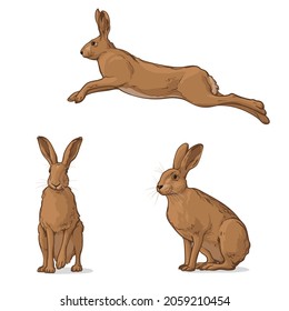 Hare in different poses. Set of vector graphic illustrations of rabbit, hare.