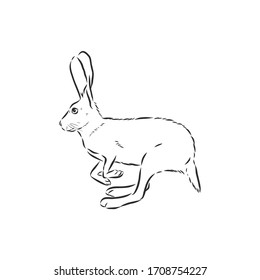 hare, doodle style sketch illustration hand drawn vector, hare vector sketch illustration