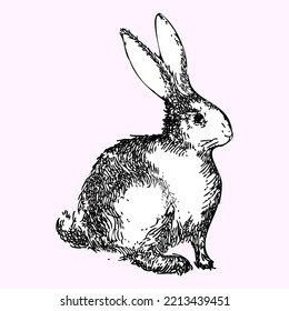 Hare drawn in graphic line art style. Vector illustration.