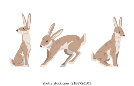 Hare or Jackrabbit as Animal with Long Ears and Grayish Brown Coat in Sitting and Jumping Pose Vector Set