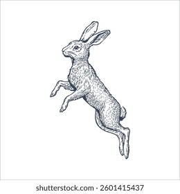 Hare in jump on white background. Line art vector Illustration