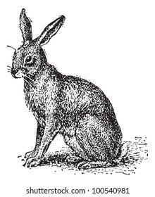 Hare or Lepus sp., vintage engraved illustration. Dictionary of Words and Things - Larive and Fleury - 1895
