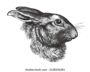 Hare portrait. Doodle sketch. Vintage vector illustration.