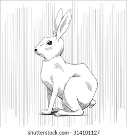 Hare , rabbit