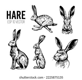 Hare, rabbit, bunny. Hand drawn sketch set. Vector illustration