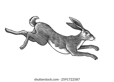 Hare or rabbit jumping. Wild animal running . Hand drawn or engraved sketch style traditional illustration, line work in ink for alcohol label