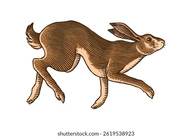 Hare or rabbit jumping. Wild animal running . Hand drawn or engraved sketch style traditional illustration, line work in ink for alcohol label