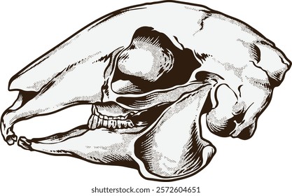 Hare Rabbit Skull Digital Hand drawn Line art Sketch Vector illustration black and white