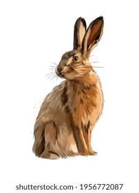 Hare, Rabbit From A Splash Of Watercolor, Colored Drawing, Realistic. Vector Illustration Of Paints